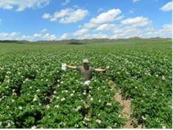田美乐在内蒙古坝上地区马铃薯上的示范报告(2015年)