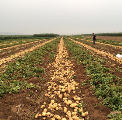 田美乐在辽宁葫芦岛马铃薯上的示范报告（2015年）